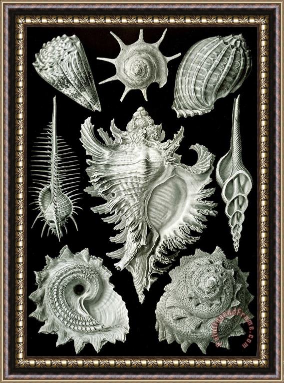 Ernst Haeckel Examples Of Prosranchia Framed Print