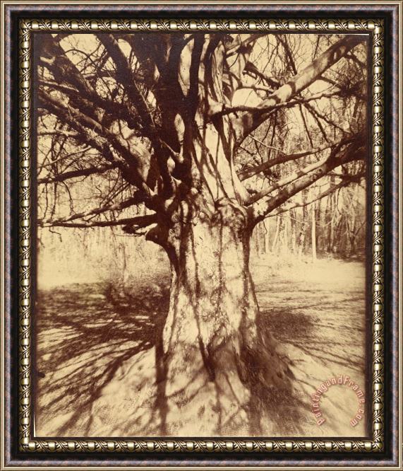 Eugene Atget Beech Tree Framed Print