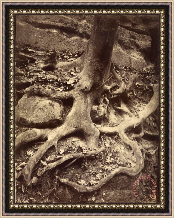 Eugene Atget Tree Roots, Saint Cloud Framed Painting