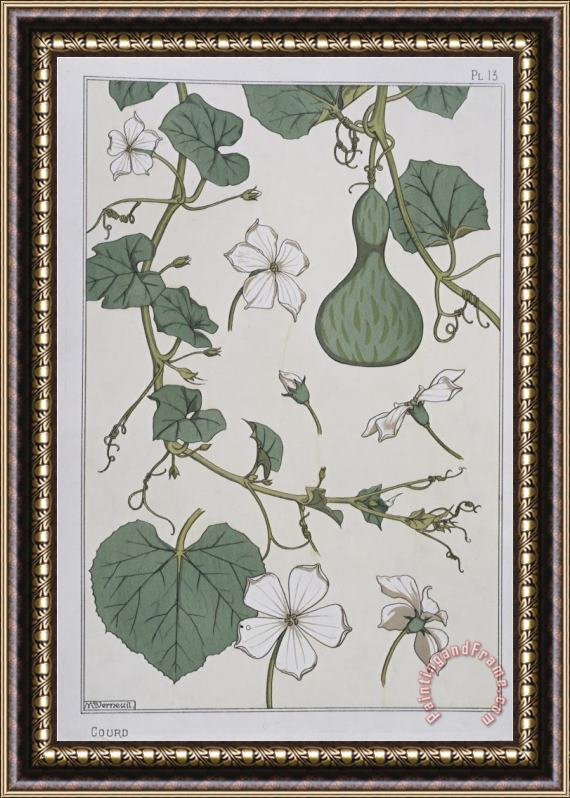Eugene Grasset Botanical Diagram of a Gourd Framed Print