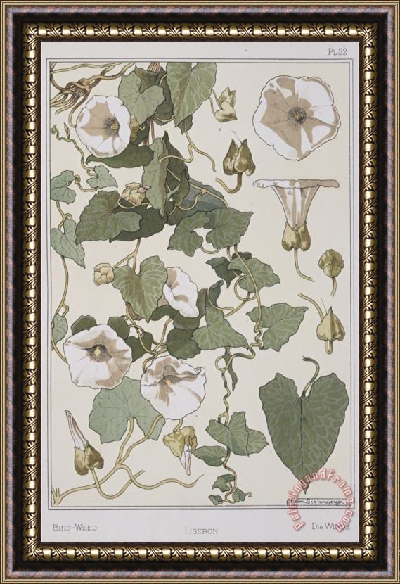 Eugene Grasset Botanical Diagram of Bind Weed Framed Painting