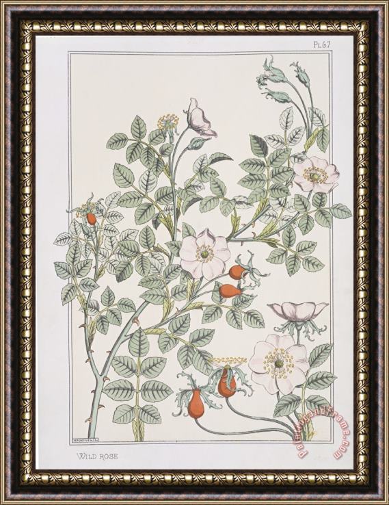 Eugene Grasset Botanical Diagram of Wild Rose Framed Painting
