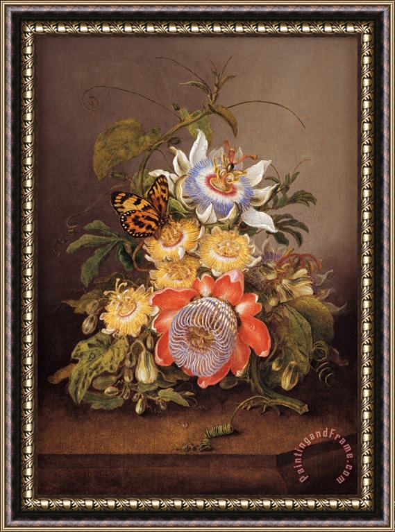 Ferdinand Bauer Passionflowers Framed Painting