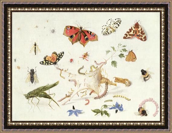 Ferdinand van Kessel Study Of Insects And Flowers Framed Print