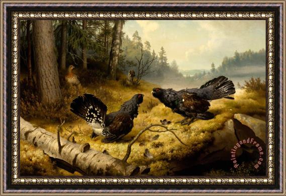 Ferdinand von Wright The Fighting Capercaillies Framed Painting