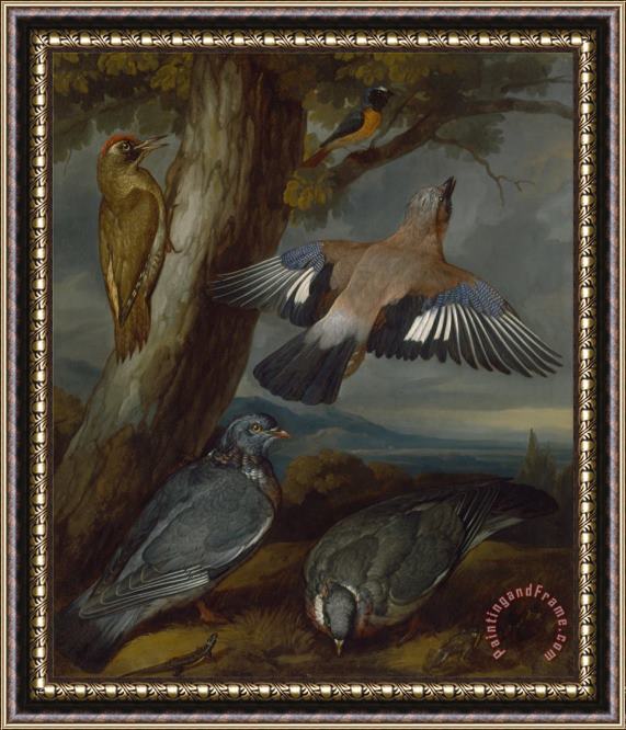 Francis Barlow Jay, Green Woodpecker, Pigeons, And Redstart Framed Print