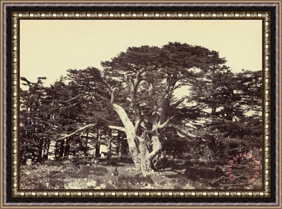 Francis Frith The Largest of The Cedars, Mount Lebanon Framed Print