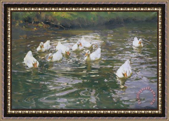 Franz Grassel White Ducks on Water Framed Print