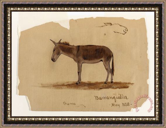 Frederic Edwin Church A Donkey, Baranquilla, Columbia Framed Print