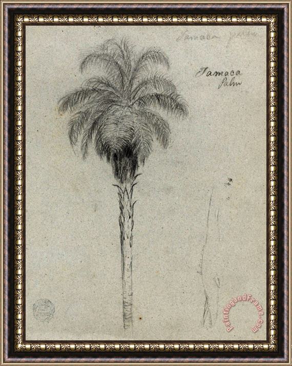 Frederic Edwin Church Botanical Sketch Showing Two Views of The Tamaca Palm Framed Print