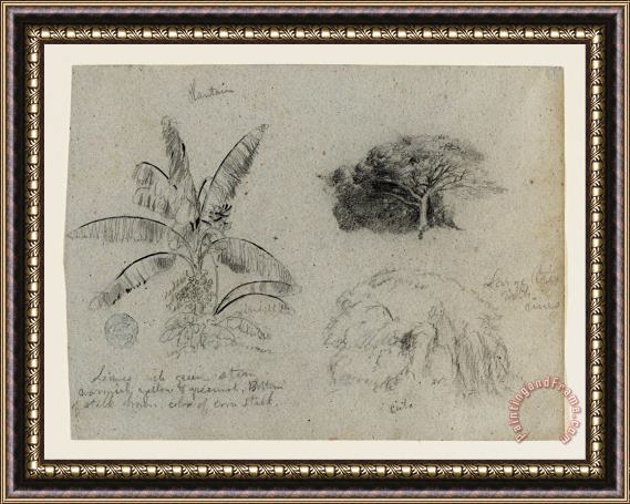 Frederic Edwin Church Botanical Sketches, South America Framed Painting