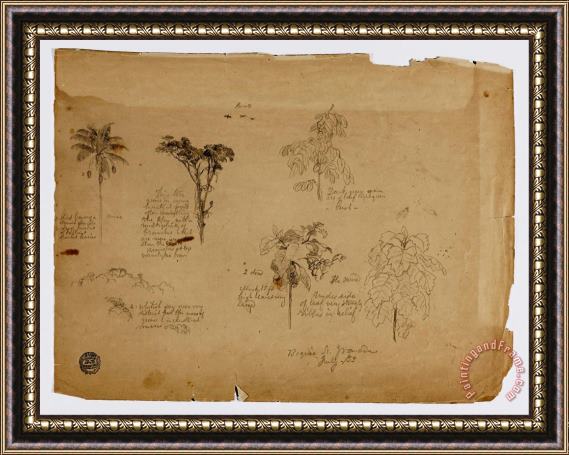 Frederic Edwin Church Drawing. Botanical Sketches From Colombia. Framed Print