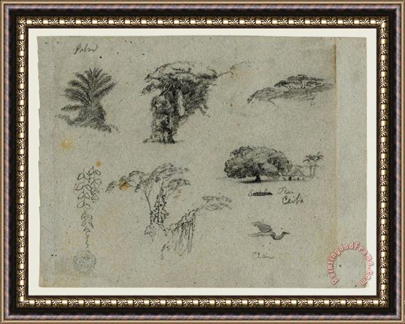 Frederic Edwin Church Sketches From South America. Botanical Sketches. Flying Crane. Framed Painting