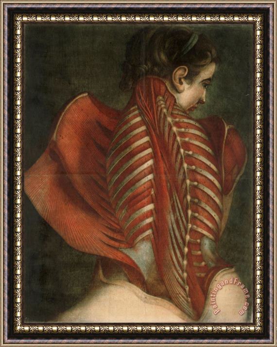 French Jacques-Fabien Gautier-Dagoty Muscles of The Back Framed Painting