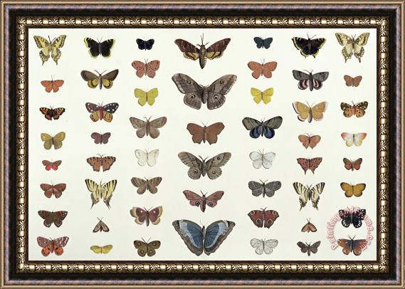 French School A Collage Of Butterflies And Moths Framed Print