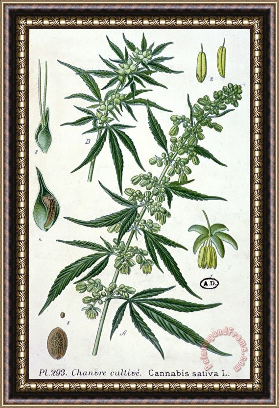 French School Cannabis Framed Painting