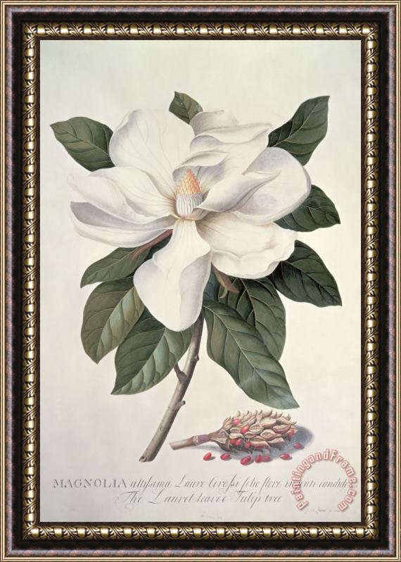 Georg Dionysius Ehret  Magnolia Framed Painting