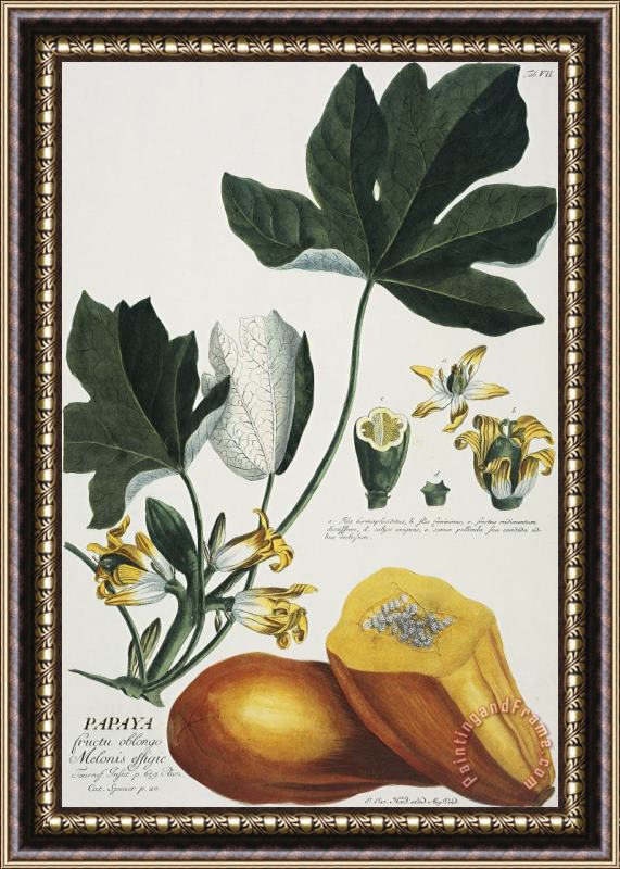 Georg Dionysius Ehret Papaya Framed Painting