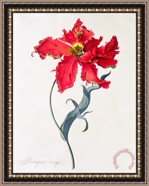 Georg Dionysius Ehret Tulip Perroquet Rouge Framed Print