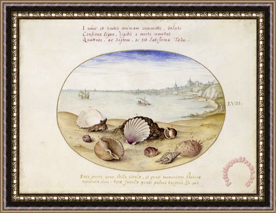 Georg Hoefnagel Seashells And View of Cadiz Framed Painting