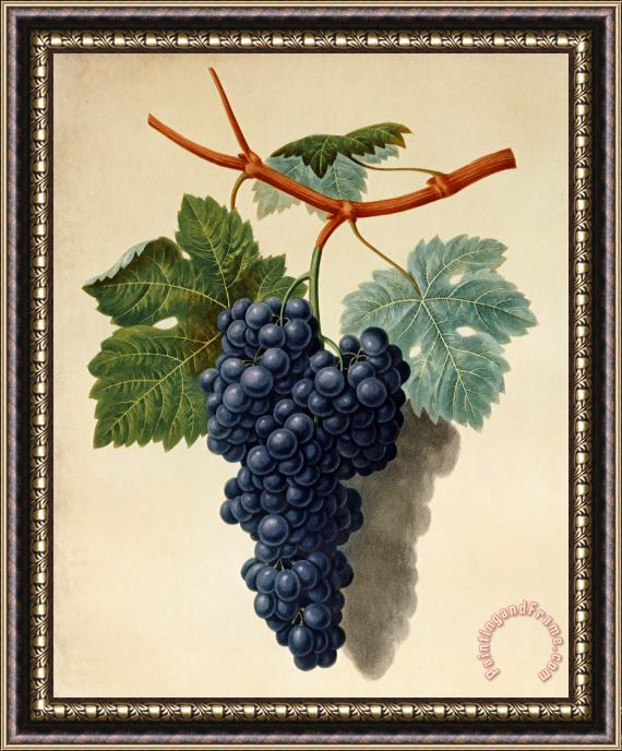 George Brookshaw Black Muscadine Grapes Framed Painting