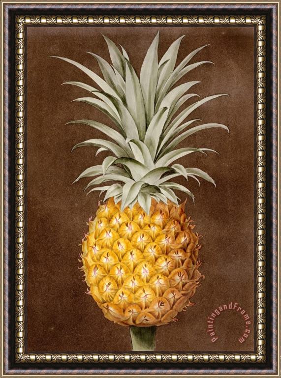 George Brookshaw Pineapple Framed Print