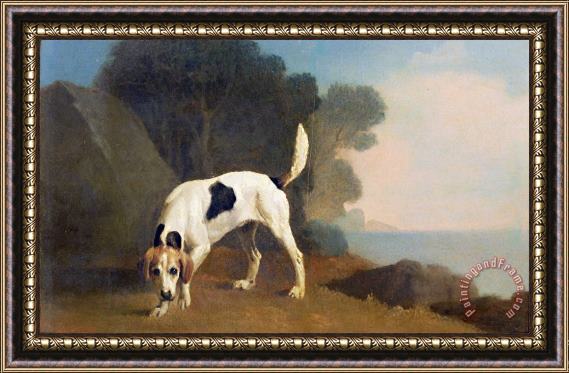 George Stubbs Foxhound on the Scent Framed Print