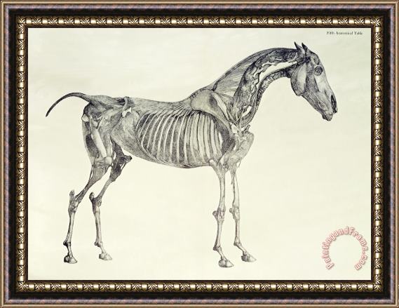George Stubbs The Anatomy of the Horse Framed Painting