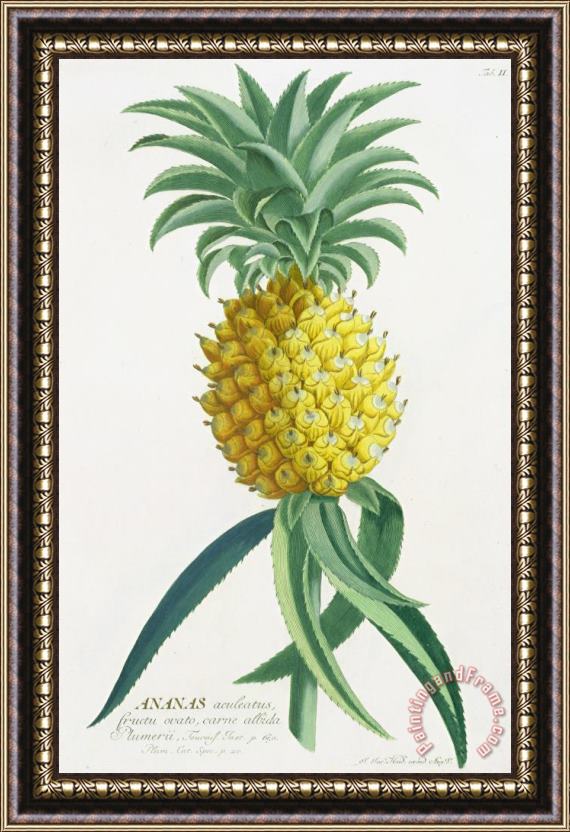 German School Pineapple Engraved By Johann Jakob Haid Framed Painting