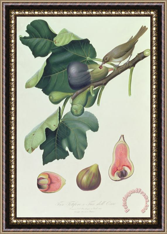 Giorgio Gallesio - Fico Fetifero And Fico Dell Osso Framed Painting