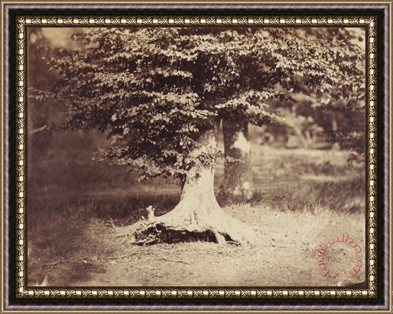 Gustave Le Gray The Beech Tree Framed Painting