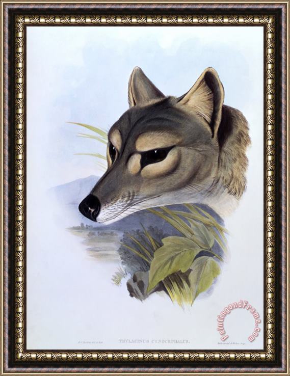 H. C. Richter Tasmanian Wolf, Thylacinus Cynocephalus Framed Painting