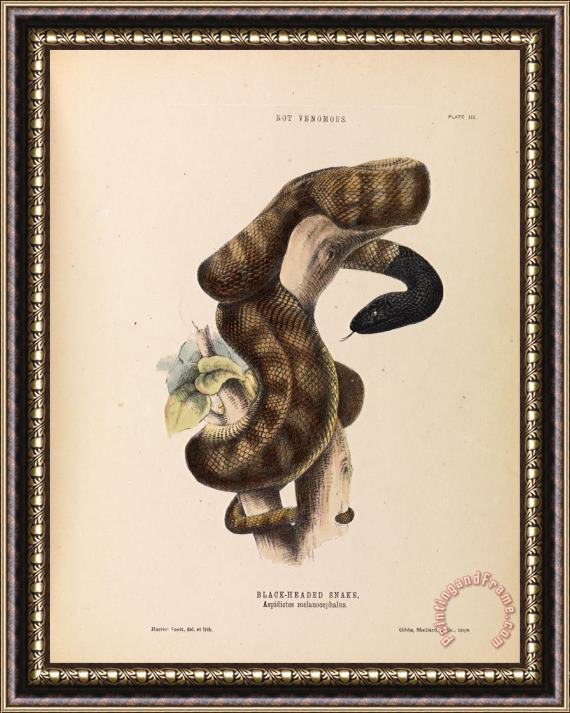 Harriet Scott Black Headed Snake, Aspidiotes Melanocephalus Framed Painting