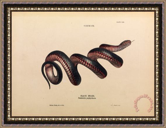 Helena Forde Black Snake, Pseudechis Porphyriacus Framed Painting