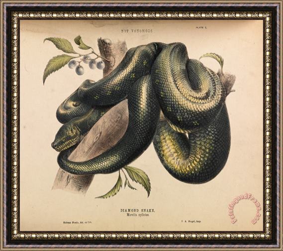 Helena Forde Diamond Snake, Morelia Spilotes Framed Painting