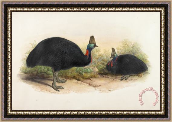 Henry Constantine Richter Southern Cassowary, Casuarius Casuarius Framed Painting