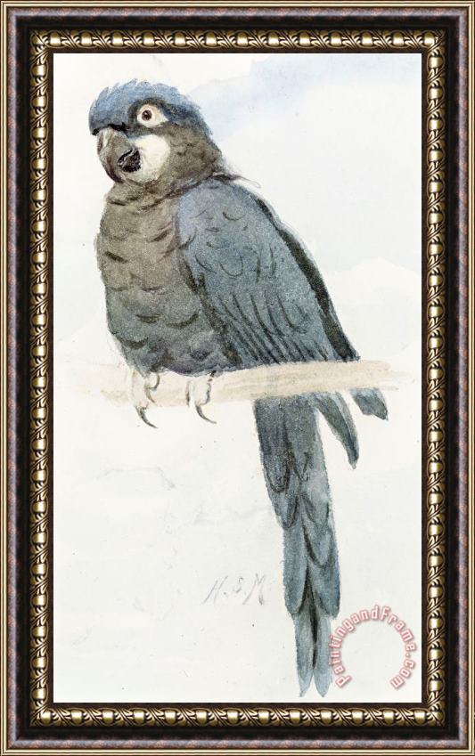 Henry Stacey Marks Hyancinth Macaw Framed Print