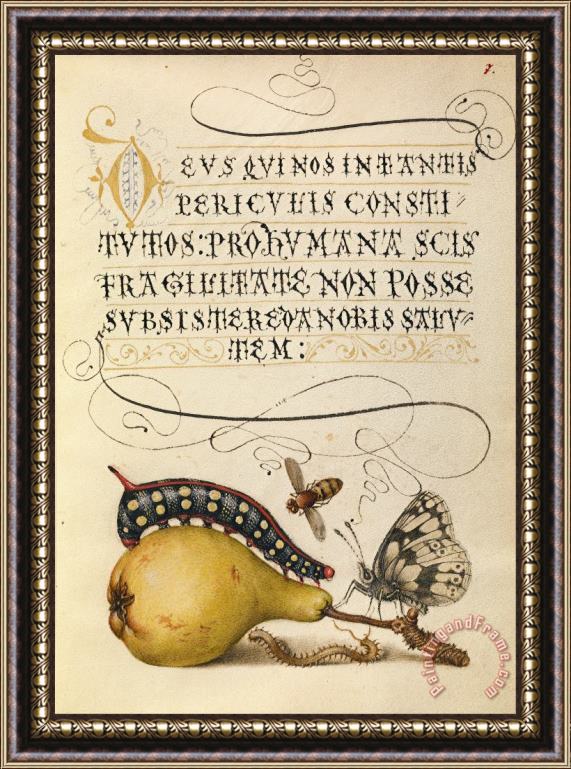 Hungarian Fly, Caterpillar, Pear, And Centipede Framed Print