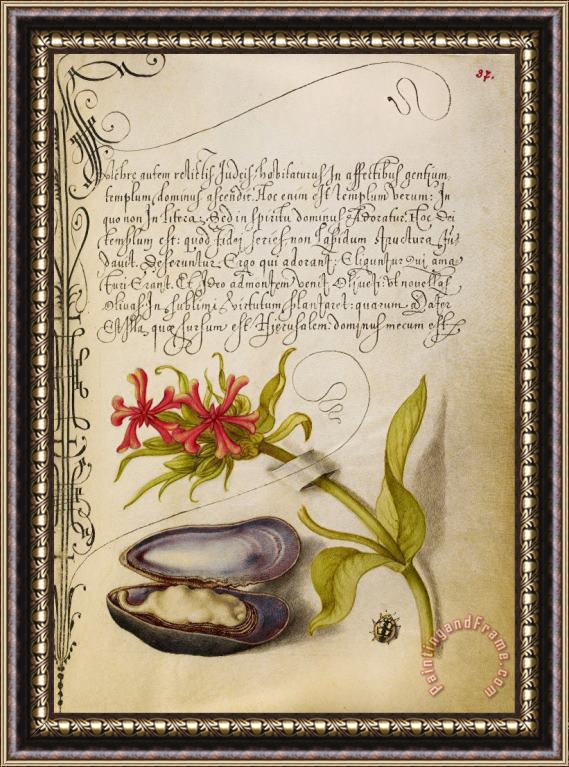 Hungarian Maltese Cross, Mussel, And Ladybird Framed Painting