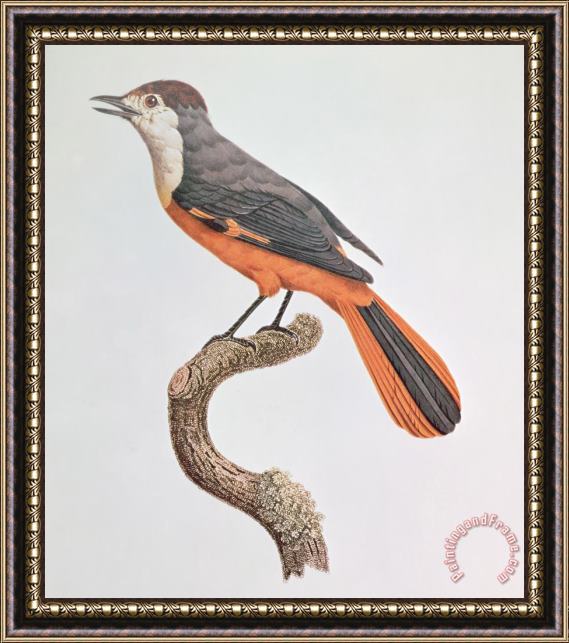 Jacques Barraband Orange Jay Framed Painting