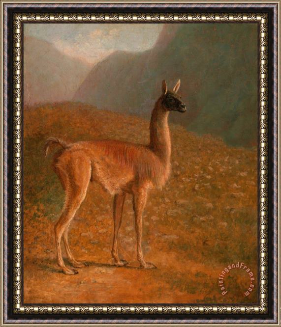 Jacques-Laurent Agasse Guanaco Framed Painting