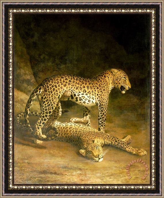 Jacques-Laurent Agasse Two Leopards Lying in The Exeter Exchange Framed Print