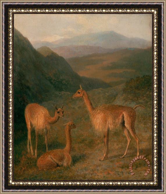 Jacques-Laurent Agasse Vicunas Framed Painting