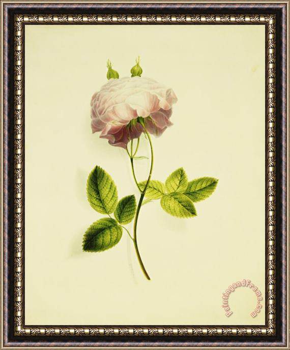James Holland A Pink Rose Framed Print