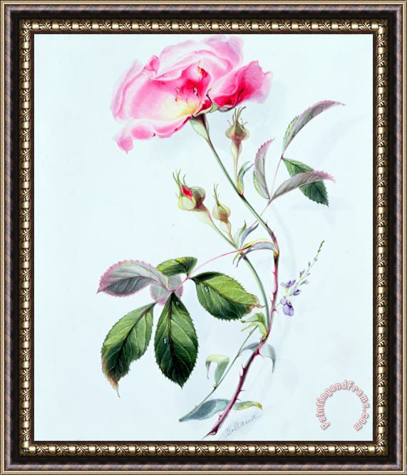 James Holland A Rose Framed Painting