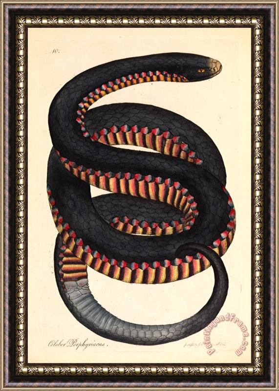 James Sowerby Crimson Sided Snake, Coluber Porphyriacus Framed Print