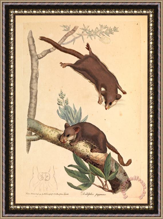 James Sowerby Pygmy Opossum, Didelphis Pygmaeus Framed Painting