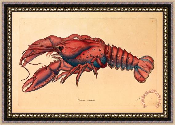 James Sowerby Serrated Lobster, Cancer Serratus Framed Painting