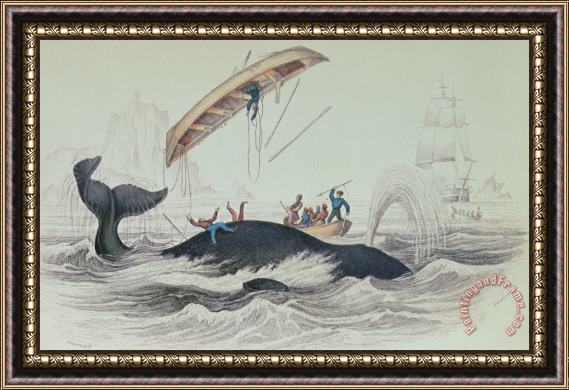 James Stewart Greenland Whale Book Illustration Engraved By William Home Lizars Framed Painting
