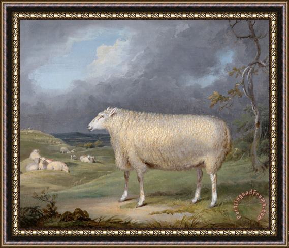 James Ward A Border Leicester Ewe Framed Painting